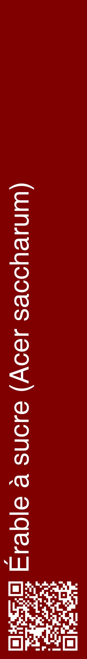 Étiquette de : Acer saccharum - format c - style blanche29_basique_basiquehel avec qrcode et comestibilité - position verticale