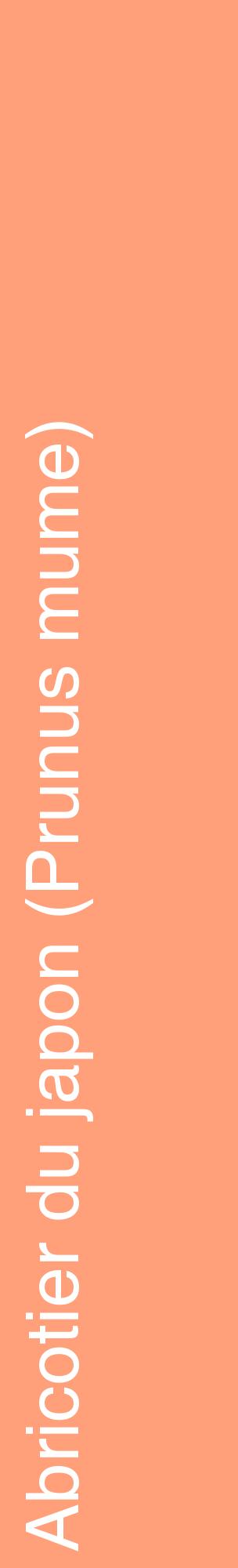 Étiquette de : Prunus mume - format c - style blanche39_basiquehel avec comestibilité