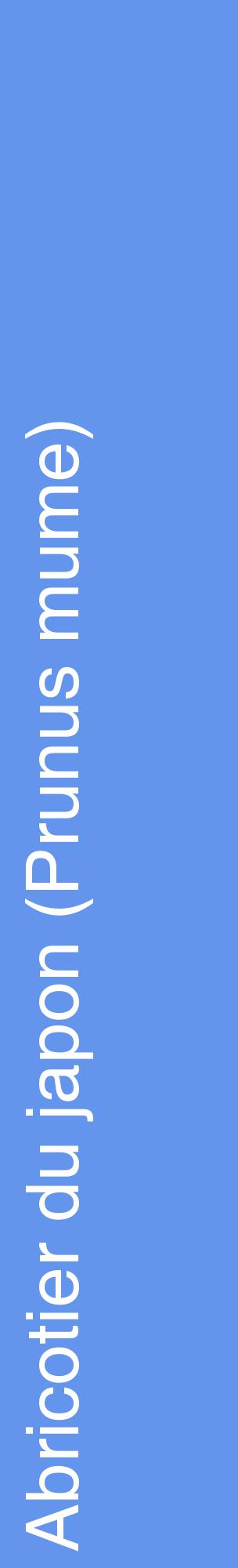 Étiquette de : Prunus mume - format c - style blanche4_basiquehel avec comestibilité