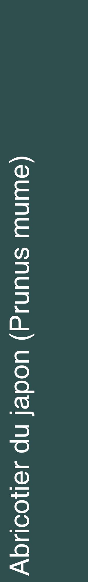 Étiquette de : Prunus mume - format c - style blanche58_basiquehel avec comestibilité