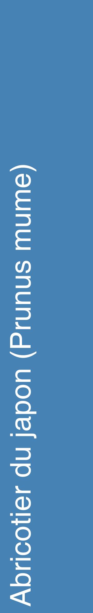 Étiquette de : Prunus mume - format c - style blanche5_basiquehel avec comestibilité