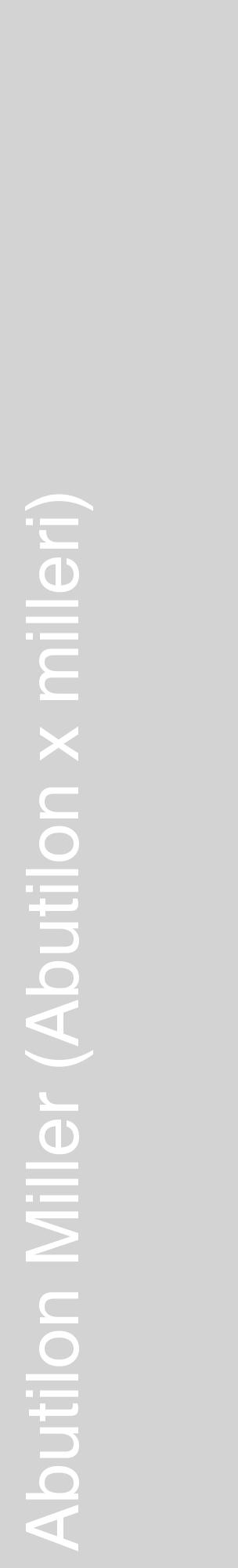 Étiquette de : Abutilon x milleri - format c - style blanche56_basiquehel avec comestibilité