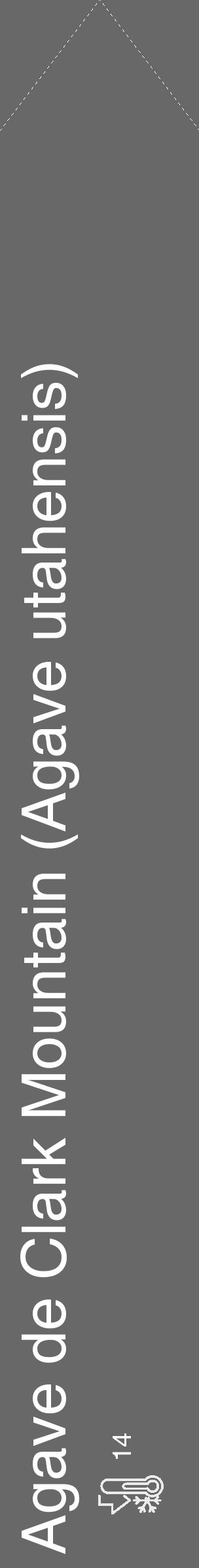 Étiquette de : Agave utahensis - format c - style blanche6_simple_simplehel avec comestibilité - position verticale