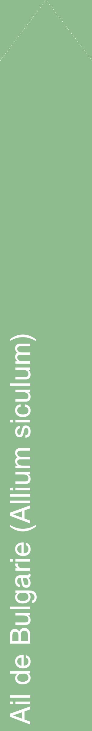 Étiquette de : Allium siculum - format c - style blanche13_simplehel avec comestibilité