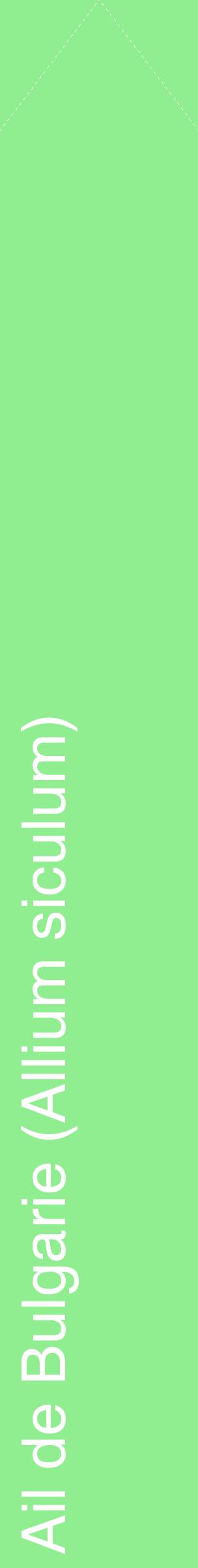 Étiquette de : Allium siculum - format c - style blanche15_simplehel avec comestibilité