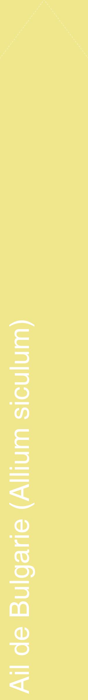 Étiquette de : Allium siculum - format c - style blanche20_simplehel avec comestibilité