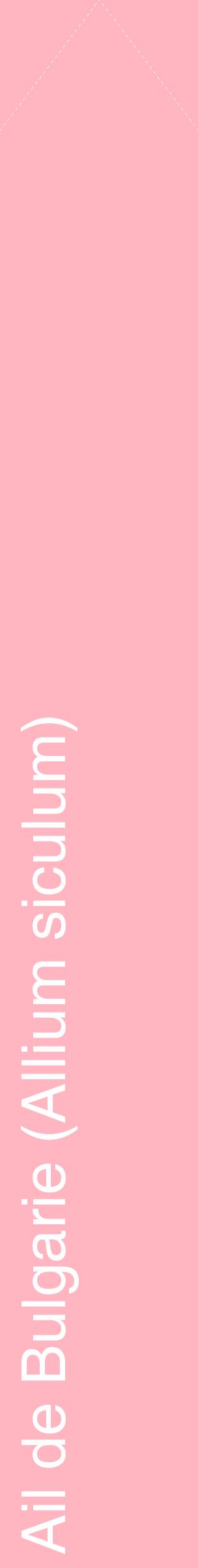 Étiquette de : Allium siculum - format c - style blanche41_simplehel avec comestibilité