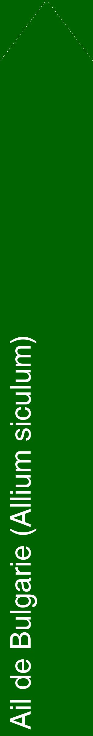 Étiquette de : Allium siculum - format c - style blanche8_simplehel avec comestibilité
