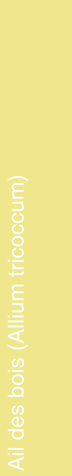 Étiquette de : Allium tricoccum - format c - style blanche20_basiquehel avec comestibilité