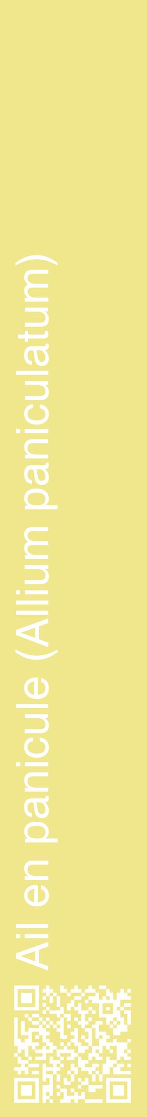 Étiquette de : Allium paniculatum - format c - style blanche20_basiquehel avec qrcode et comestibilité