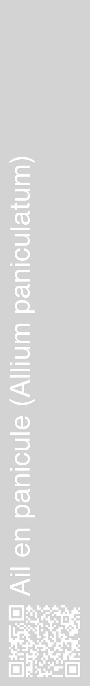 Étiquette de : Allium paniculatum - format c - style blanche56_basiquehel avec qrcode et comestibilité