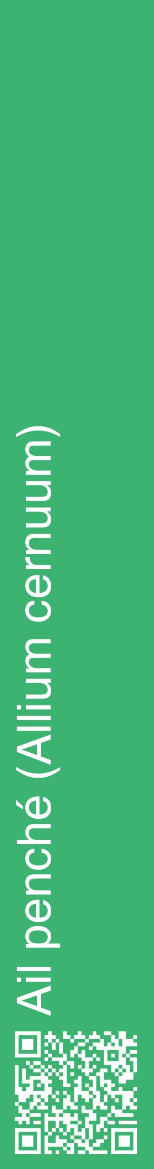 Étiquette de : Allium cernuum - format c - style blanche12_basiquehel avec qrcode et comestibilité