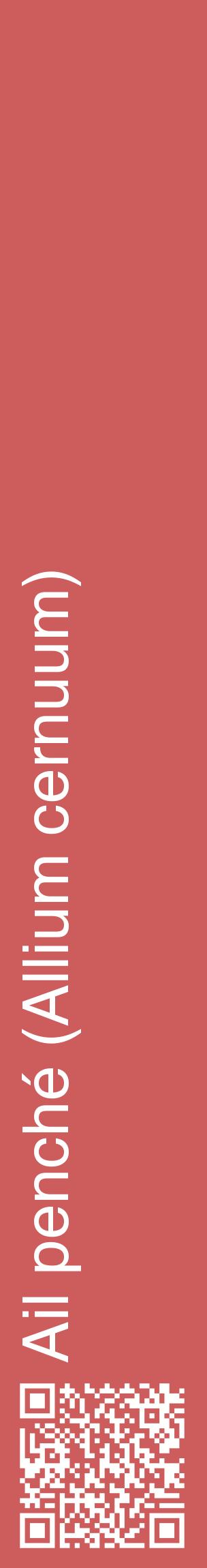 Étiquette de : Allium cernuum - format c - style blanche35_basiquehel avec qrcode et comestibilité