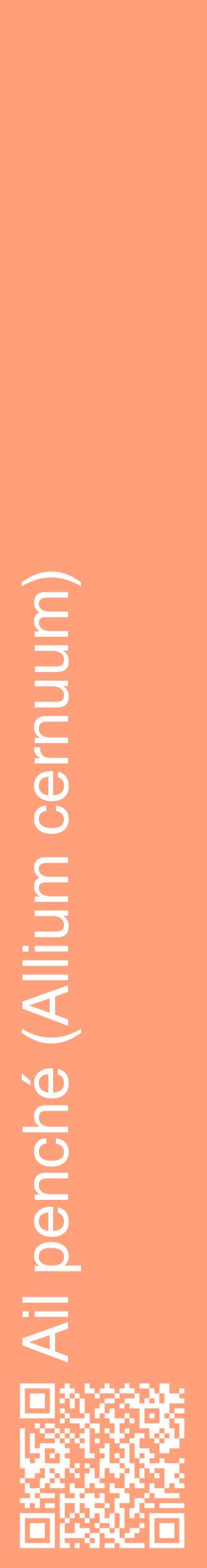 Étiquette de : Allium cernuum - format c - style blanche39_basiquehel avec qrcode et comestibilité