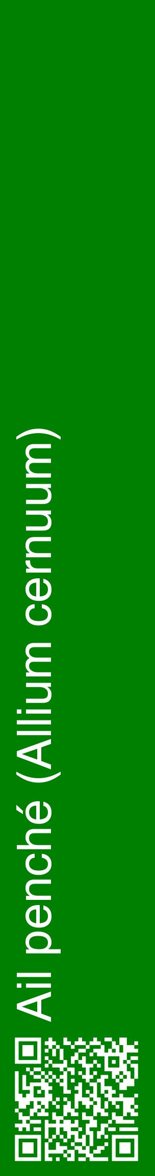 Étiquette de : Allium cernuum - format c - style blanche9_basiquehel avec qrcode et comestibilité