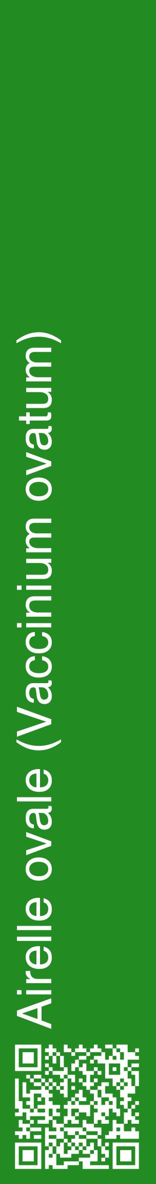 Étiquette de : Vaccinium ovatum - format c - style blanche10_basiquehel avec qrcode et comestibilité