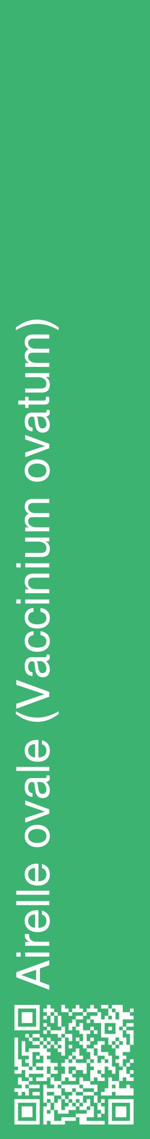 Étiquette de : Vaccinium ovatum - format c - style blanche12_basiquehel avec qrcode et comestibilité