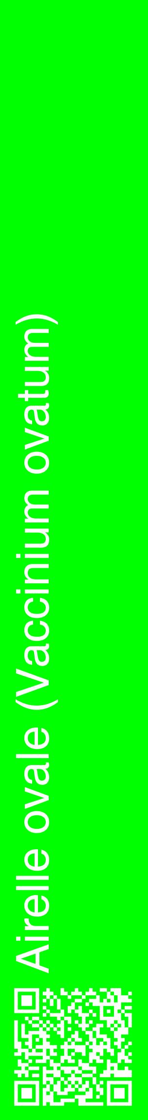 Étiquette de : Vaccinium ovatum - format c - style blanche16_basiquehel avec qrcode et comestibilité
