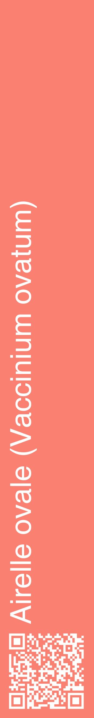 Étiquette de : Vaccinium ovatum - format c - style blanche38_basiquehel avec qrcode et comestibilité