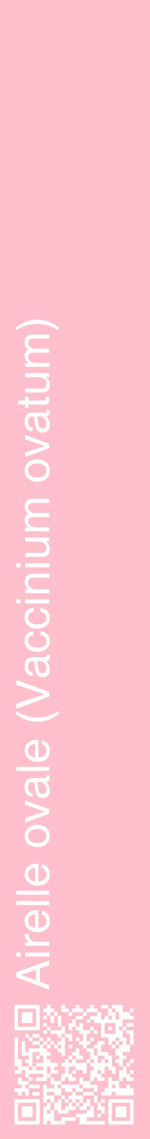 Étiquette de : Vaccinium ovatum - format c - style blanche40_basiquehel avec qrcode et comestibilité