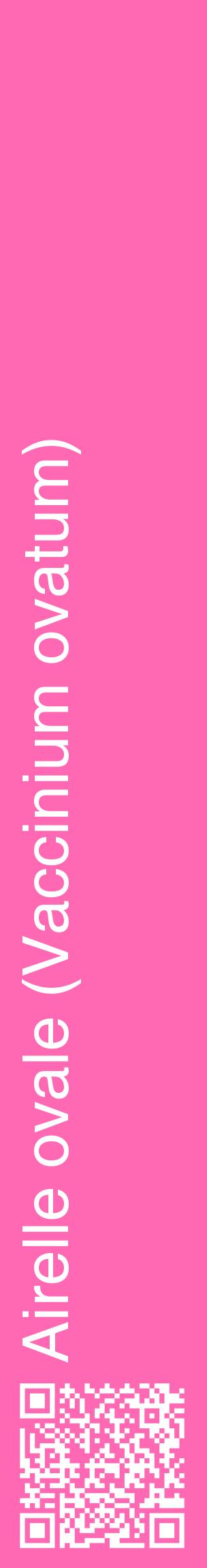 Étiquette de : Vaccinium ovatum - format c - style blanche42_basiquehel avec qrcode et comestibilité