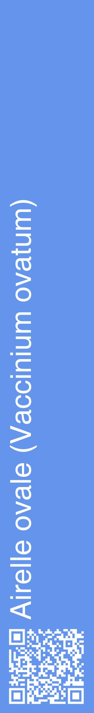 Étiquette de : Vaccinium ovatum - format c - style blanche4_basiquehel avec qrcode et comestibilité