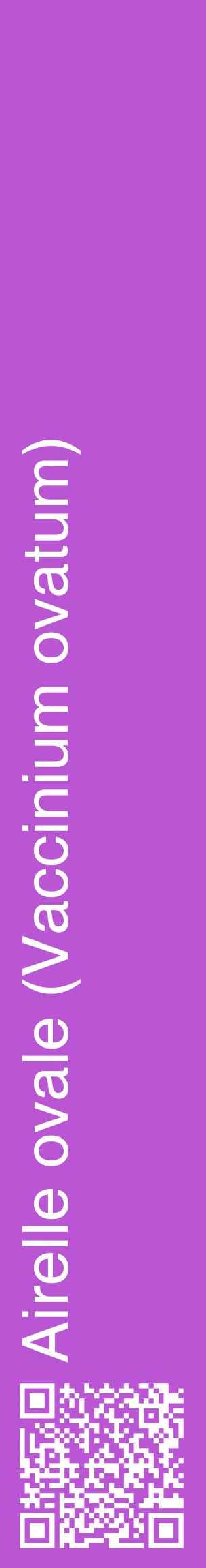 Étiquette de : Vaccinium ovatum - format c - style blanche50_basiquehel avec qrcode et comestibilité