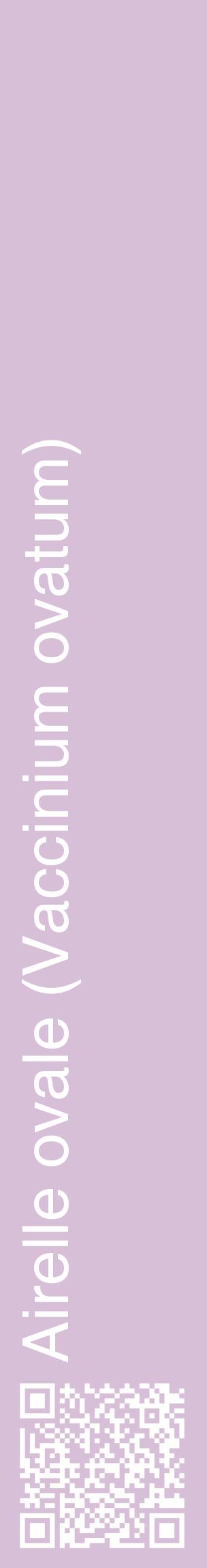 Étiquette de : Vaccinium ovatum - format c - style blanche54_basiquehel avec qrcode et comestibilité