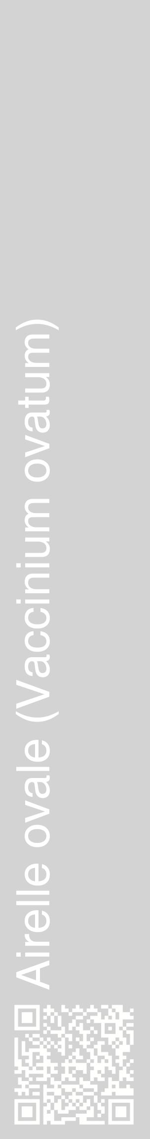 Étiquette de : Vaccinium ovatum - format c - style blanche56_basiquehel avec qrcode et comestibilité