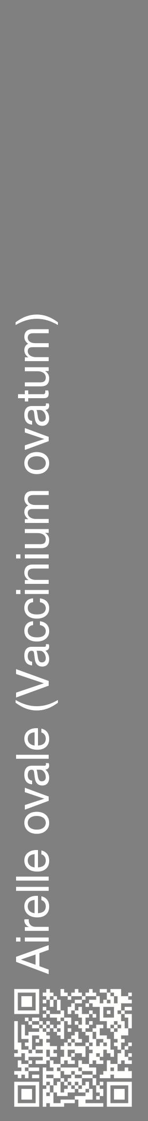 Étiquette de : Vaccinium ovatum - format c - style blanche57_basiquehel avec qrcode et comestibilité