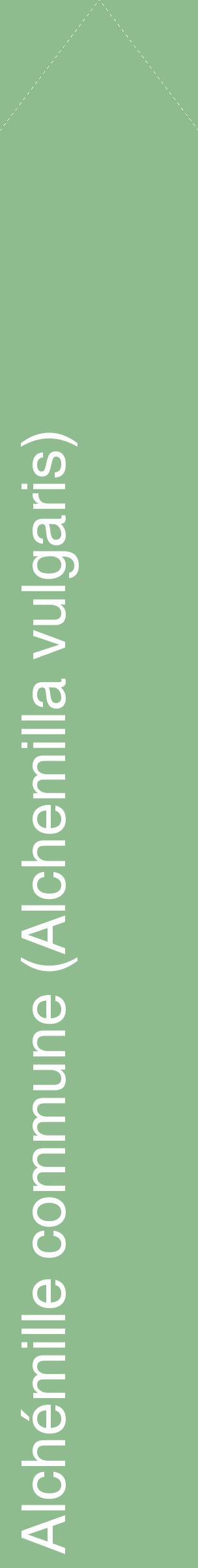 Étiquette de : Alchemilla vulgaris - format c - style blanche13_simplehel avec comestibilité