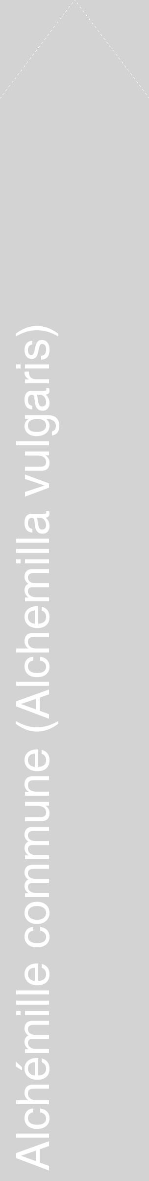 Étiquette de : Alchemilla vulgaris - format c - style blanche56_simplehel avec comestibilité