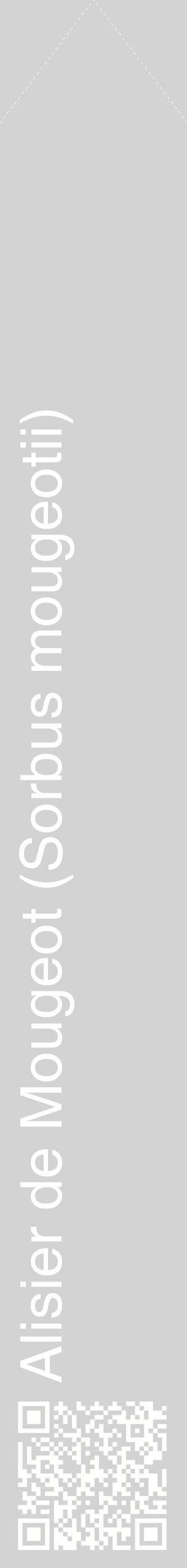 Étiquette de : Sorbus mougeotii - format c - style blanche56_simplehel avec qrcode et comestibilité