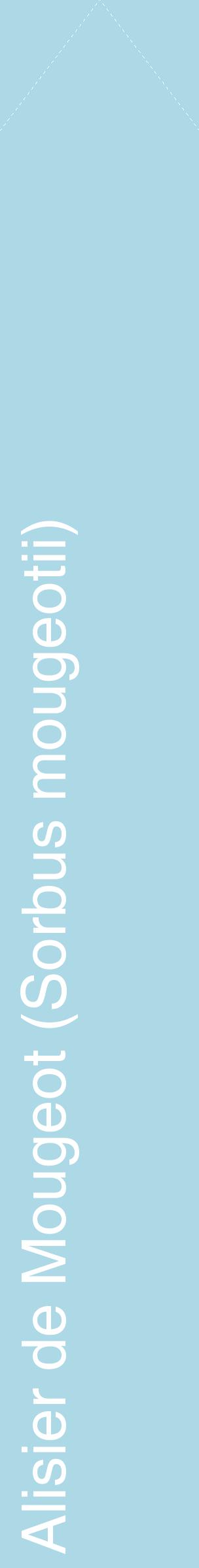 Étiquette de : Sorbus mougeotii - format c - style blanche0_simplehel avec comestibilité