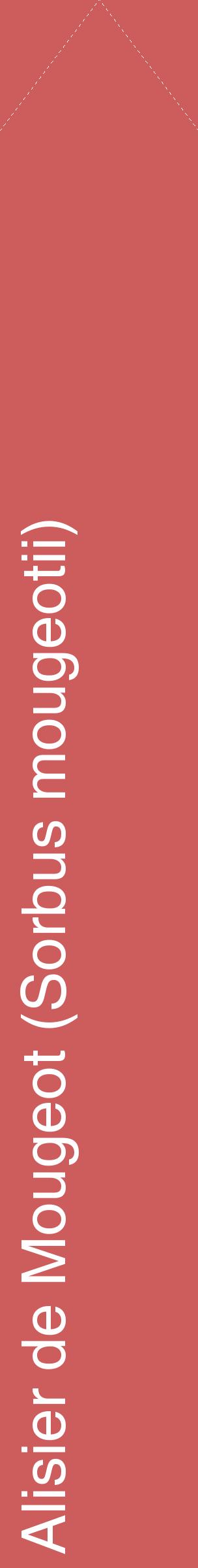 Étiquette de : Sorbus mougeotii - format c - style blanche35_simplehel avec comestibilité