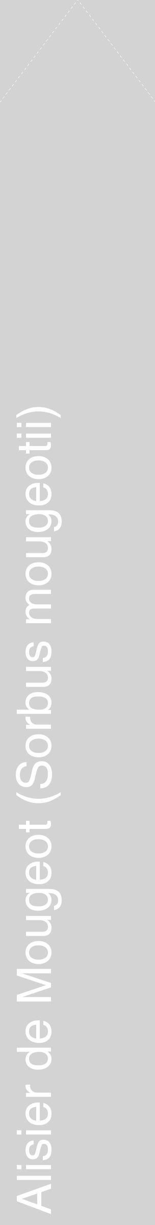 Étiquette de : Sorbus mougeotii - format c - style blanche56_simplehel avec comestibilité