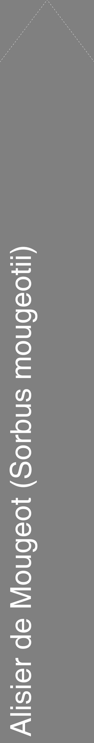 Étiquette de : Sorbus mougeotii - format c - style blanche57_simplehel avec comestibilité