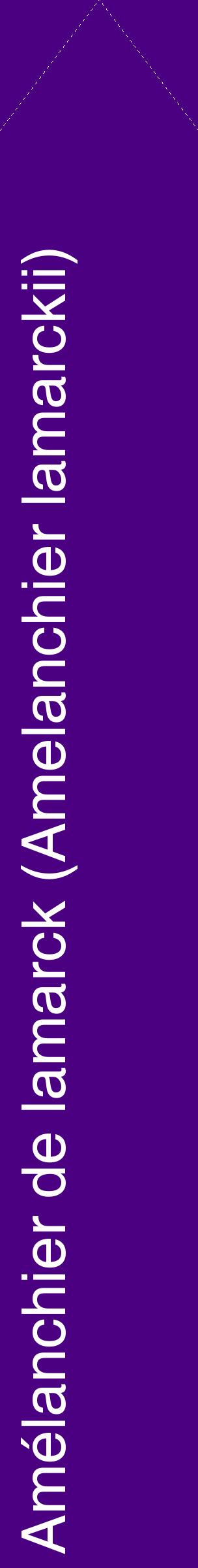 Étiquette de : Amelanchier lamarckii - format c - style blanche47_simplehel avec comestibilité