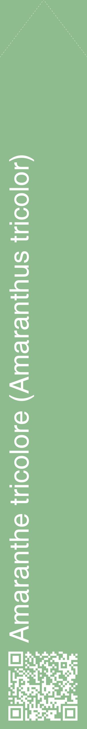 Étiquette de : Amaranthus tricolor - format c - style blanche13_simplehel avec qrcode et comestibilité