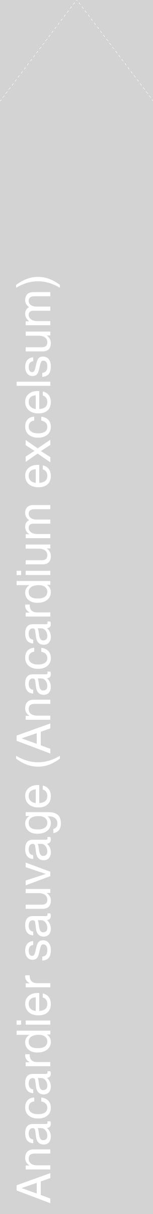 Étiquette de : Anacardium excelsum - format c - style blanche56_simplehel avec comestibilité