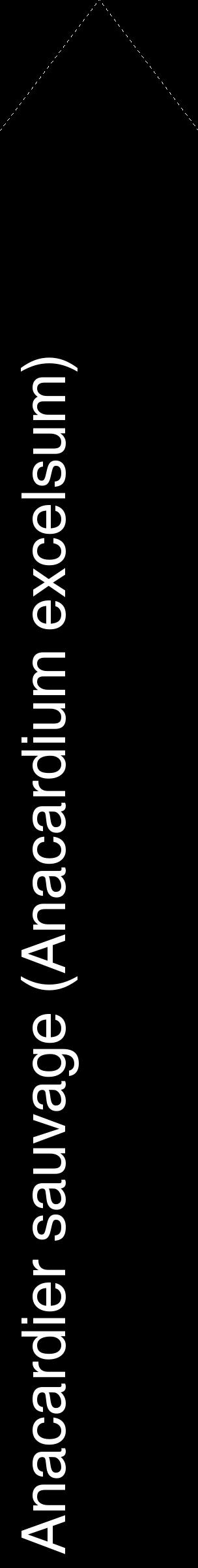 Étiquette de : Anacardium excelsum - format c - style blanche59_simplehel avec comestibilité