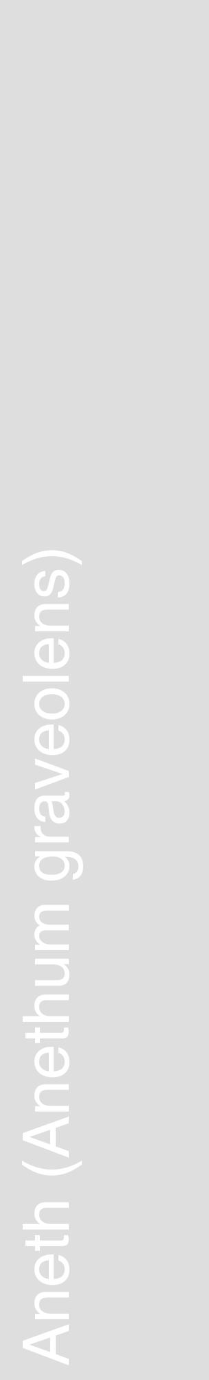 Étiquette de : Anethum graveolens - format c - style blanche20_basique_basiquehel avec comestibilité - position verticale