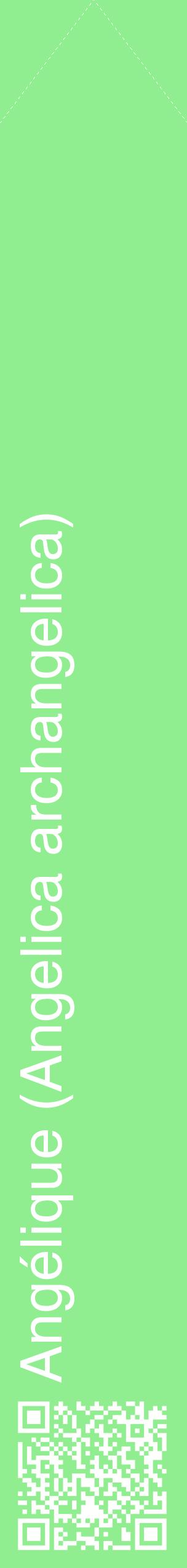 Étiquette de : Angelica archangelica - format c - style blanche15_simplehel avec qrcode et comestibilité