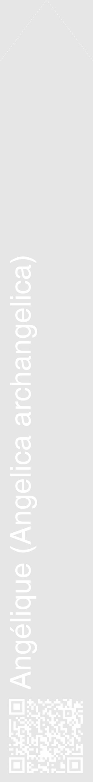 Étiquette de : Angelica archangelica - format c - style blanche18_simple_simplehel avec qrcode et comestibilité - position verticale
