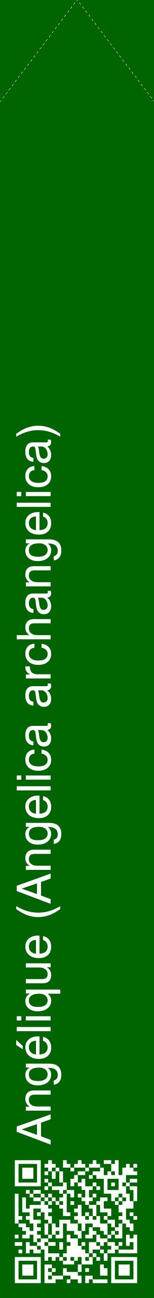 Étiquette de : Angelica archangelica - format c - style blanche8_simplehel avec qrcode et comestibilité