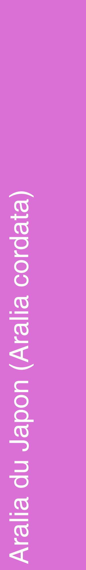 Étiquette de : Aralia cordata - format c - style blanche52_basiquehel avec comestibilité