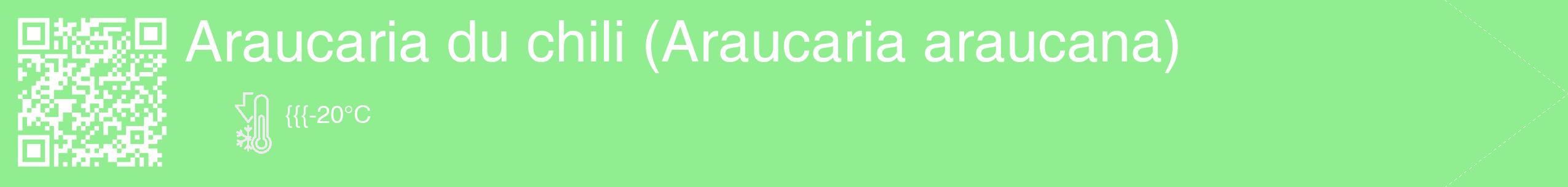 Étiquette de : Araucaria araucana - format c - style blanche15_simple_simplehel avec qrcode et comestibilité