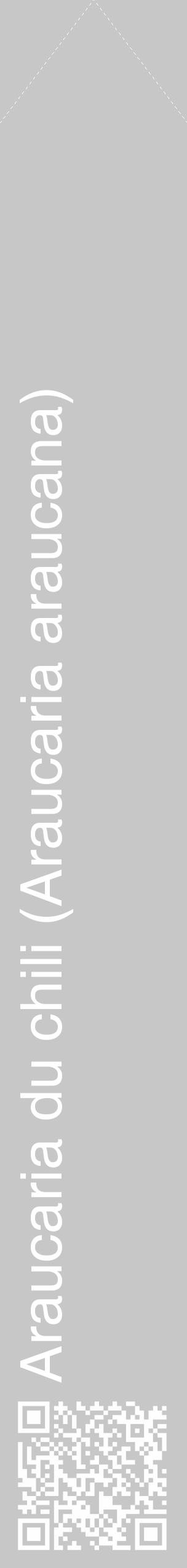 Étiquette de : Araucaria araucana - format c - style blanche15_simple_simplehel avec qrcode et comestibilité - position verticale