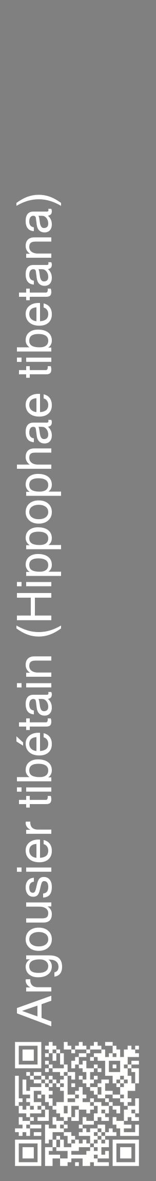 Étiquette de : Hippophae tibetana - format c - style blanche57_basiquehel avec qrcode et comestibilité