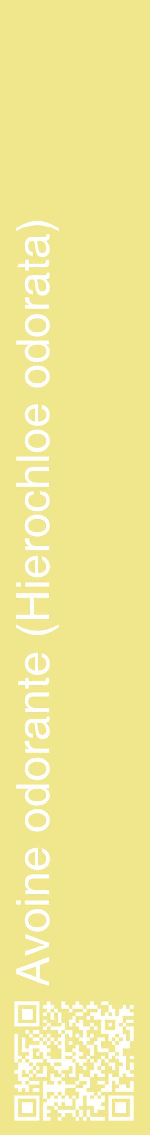 Étiquette de : Hierochloe odorata - format c - style blanche20_basiquehel avec qrcode et comestibilité